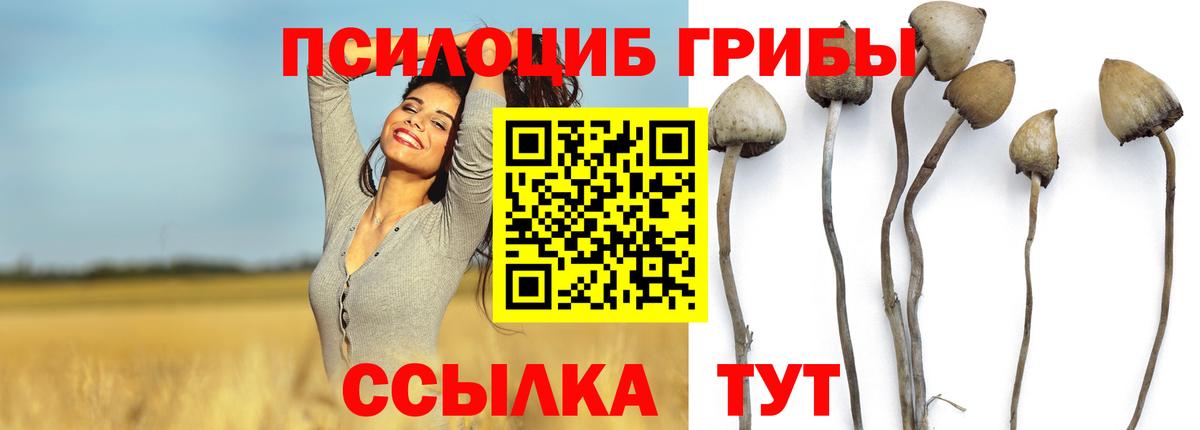 Новочеркасск  Псилоцибиновые грибы Cubensis  Вход с VPN  Псилоцибиновые грибы Psilocybe 